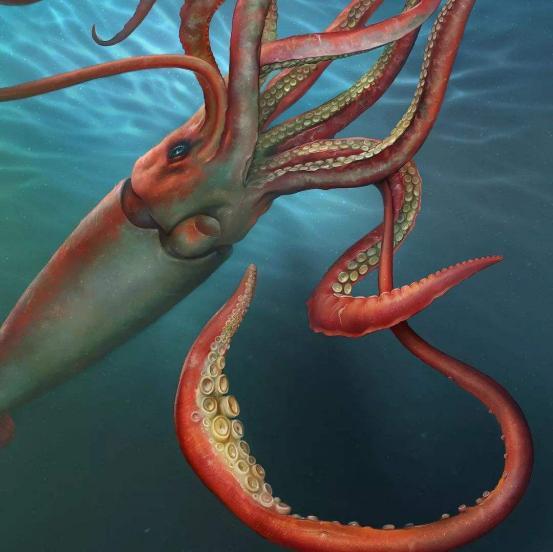 極為龐大的海洋生物,大王酸漿魷長(zhǎng)達(dá)15米,但這只烏賊比它更大
